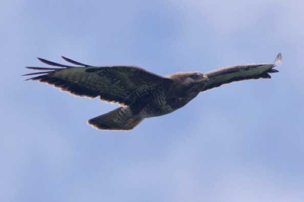 01 July 2020 - 12-55-54
If you are worried that there are too many photos of buzzards, just understand, I am trying to learn all about my camera's autofocus. And bird photography is good practice.
------------------------------
Buzzard hunting over Dartmouth